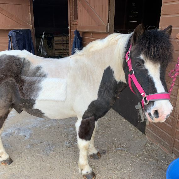 CASE STUDY - Kissing Spines