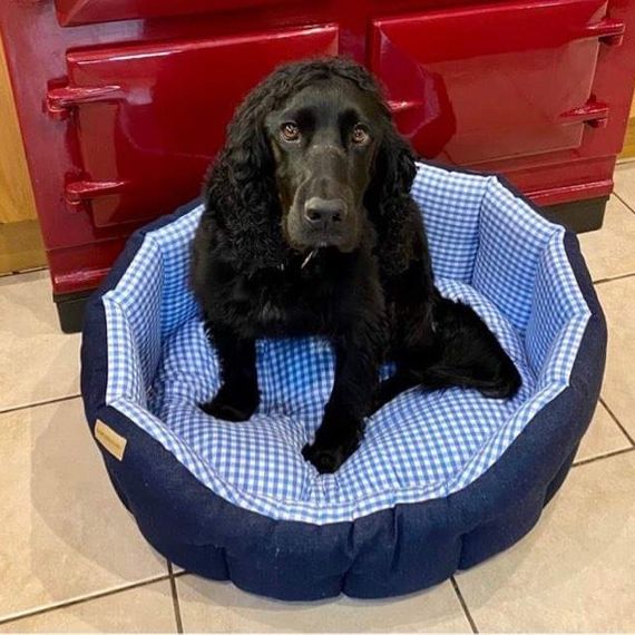 CASE STUDY - Cranial Cruciate Ligament Rupture (CCLR)